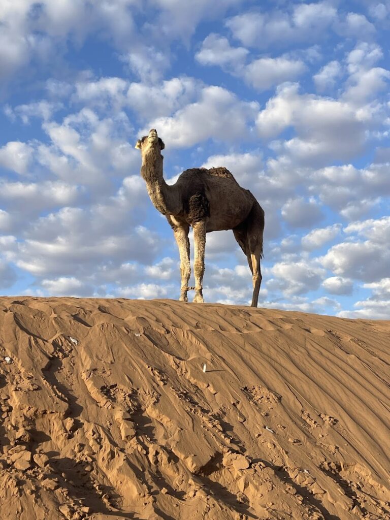 Two Nights Merzouga Camp Camel Trekking